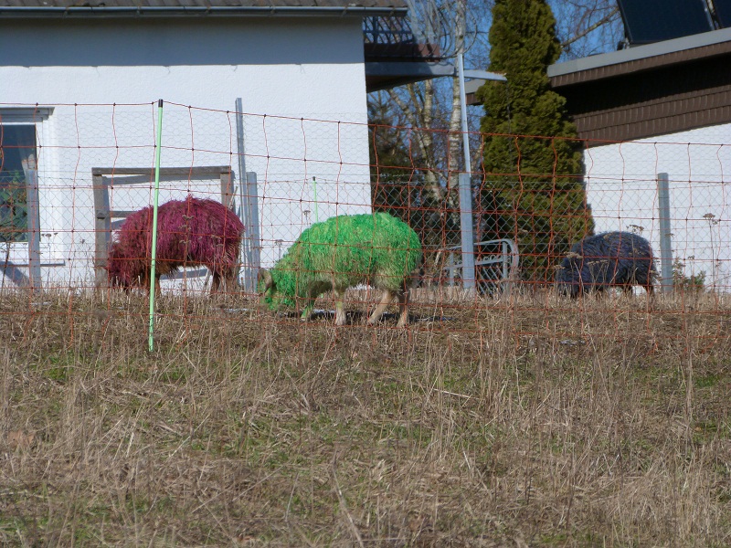 Desing by Coolmove,Osterschafe