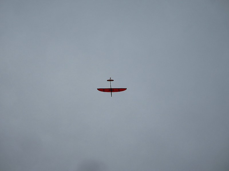 Flugbild 2 von unten hinten, dabei erscheint die Flügelhinterkante fast gerade