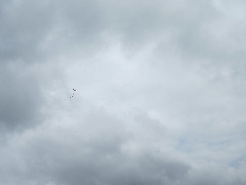 ...zusammen in der Thermik