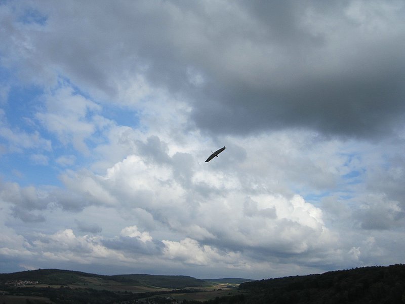 Maikys Alula, perfekt vorgeflogen mit ua vielen Rollen nacheinander über die komplette Hangkantenlänge