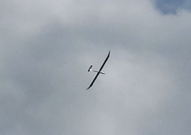 83 Weiß jemand was das für ein Vogel ist.jpg