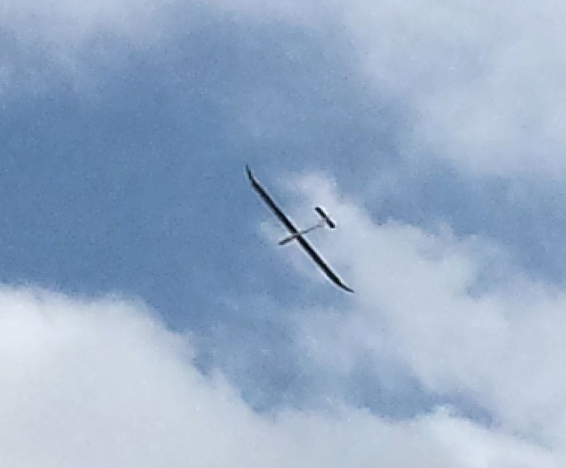 84 Weiß jemand was das für ein Vogel ist.jpg