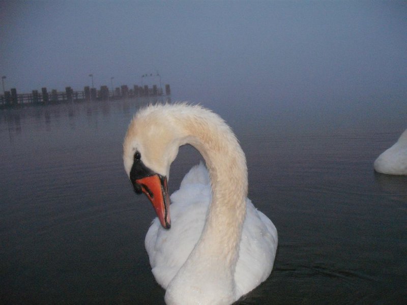 Schwan.JPG