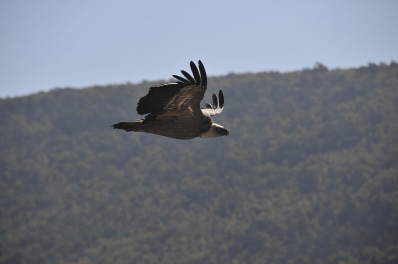 Winglets am Original