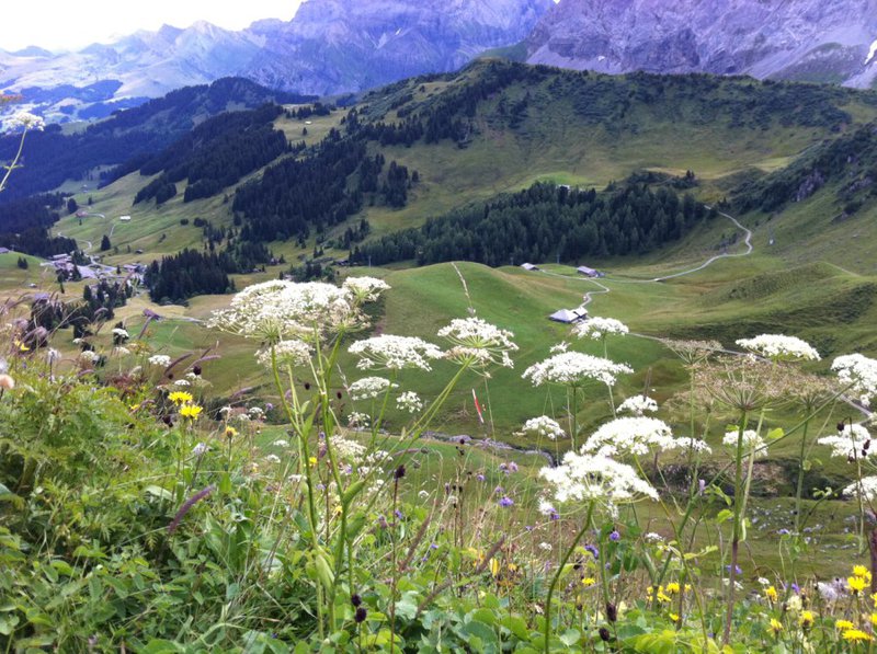 Needle in den Blumen.jpg