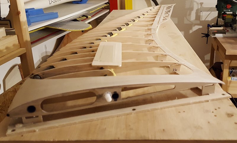 rechter Flügel - Wurzelrippe