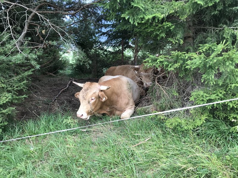 Selbst die Kühe suchten schon Schutz ;-)