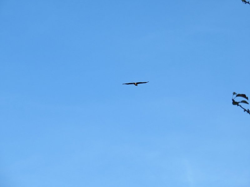 Klein_IMG_6512.jpg
