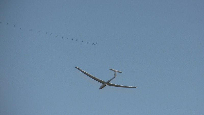 Schaumwaffel meets Zugvögel