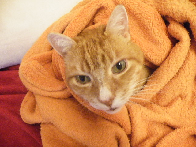 Unseren Kater zugedeckt