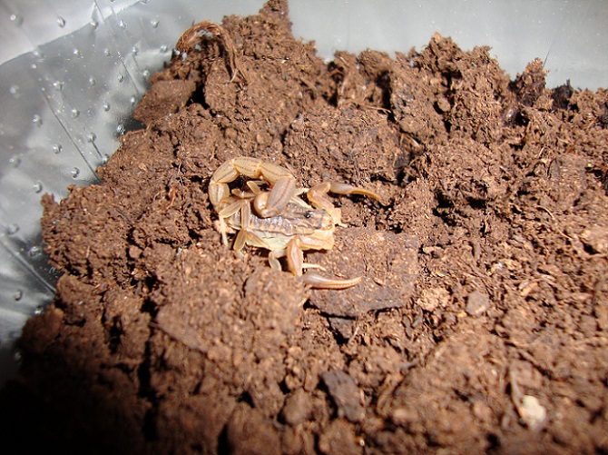 Hottentotta hottentotta