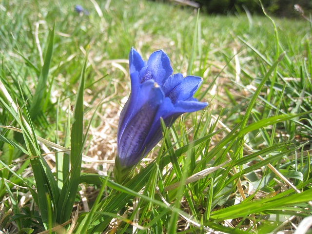 Vielleicht dreht der Wind noch? Solange kann man die Flora bewundern...