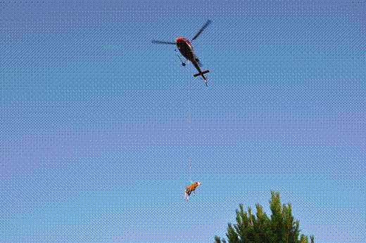 fliegende Kuh.GIF
